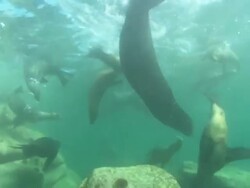 Sea Lions, bull bubbles, herds, Mexico  Stock Footage