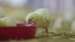 Chicken at farm. Stock Footage