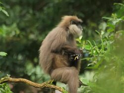 Purple-faced Langur Stock Footage
