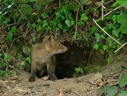 MS Red Fox (vulpes vulpes) Cubs standing at Den entrance / Calvados, Normandy, France Stock Footage