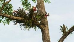 Clump of bromeliads Aechmea zebrina growing in a rainforest tree with ants running on trunk Stock Footage