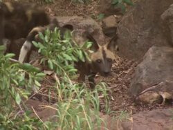 African Wild Dog (Lycaon pictus) adult tries to keep prey away from pups; with audio, Kenya Stock Footage
