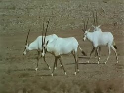 MS group of Arabian Oryx, Oryx leucoryx, walking across , Jiddat al Harasis desert, Oman Stock Footage
