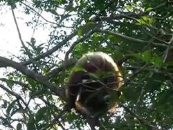 monkey leaps Stock Footage