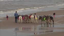 Blackpool Beach & Donkey Rides News Clip