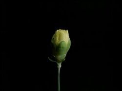 T/L flower - CU bud opening to yellow Carnation, black background Stock Footage