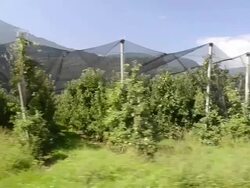 MS POV Shot of apple orchard against mountain in Vilpiano / Merano, Trentino, South Tyrol, Italy Stock Footage