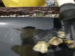 Oyster Farmers Begin To Wind Down Operations After Feds End Nat'l Seashore Lease Stock Footage