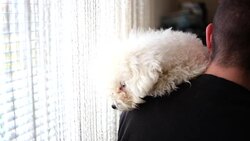 Man and his dog Stock Footage