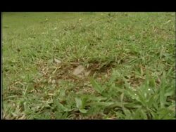 Winged and non winged Termites emerging from hole in ground, low angle medium wide, Nagarahole, India Stock Footage
