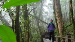 Hikers walking bridge in rain forest jungle Stock Footage