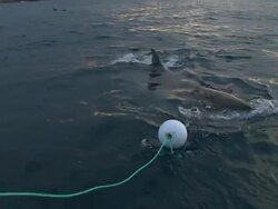 High Angle hand-held - A great white shark thrashes as it follows bait on a line. Stock Footage