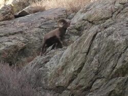 MS TS Shot of two large bighorn rams jumping on rocks / Golden, Colorado, United States Stock Footage