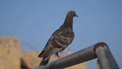 Dove at Kyrenia Castle Stock Footage
