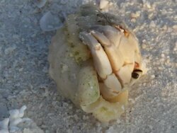 Hermit Crab Stock Footage