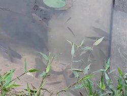 Fish swimming on the bridge. Stock Footage