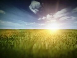 Summer field video Stock Footage