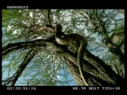 MCU Python moving up tree, from below Stock Footage