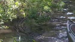 A crocodile attacks a canoe that carries a mannequin. Stock Footage