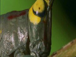 CU Crickets head feeding, Botswana, Africa Stock Footage