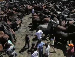 W/S Tilt up herd of horses confined in a site and spectators Stock Footage