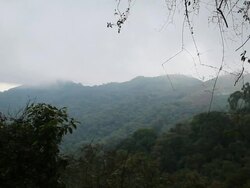 WS View of fog rolling over forest with cloudy skies and trees / bwindi, kabale, uganda Stock Footage