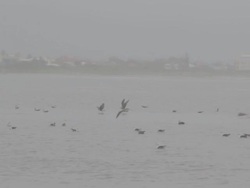 Seagulls Stock Footage