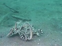 MS TS Mimic octopus mating / Lembeh strait, Sulawesi, Indonesia  Stock Footage