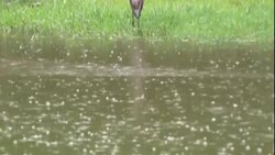 A bird stands at the edge of a marsh as the rain falls. Stock Footage