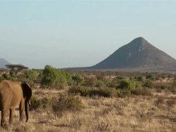 MS African elephant feeding and followed by cattle egret in samburu national reserve AUDIO / Samburu, Rift Valley, Kenya    Stock Footage