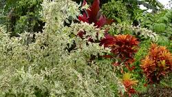 Pohnlangs Micronesia a Chinese Argriculture project called F.S.M. Pilot Farm plants Stock Footage