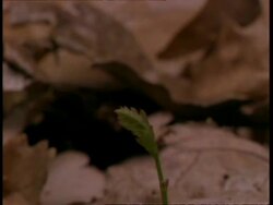 T/L CU Oak sapling growing up through frame Stock Footage