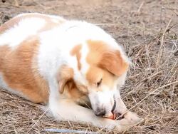 Cute dog eating bone Stock Footage