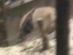 MS TS Shot of giant panda running and playing around in snow / Wenchuan, Sichuan Province, China Stock Footage