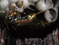 Common Wasp, vespula vulgaris, Group on Nest, Adult working of Food in order to Feed Larvae,  Real Time Stock Footage