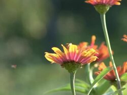 Yellow Flower and butterfly Stock Footage