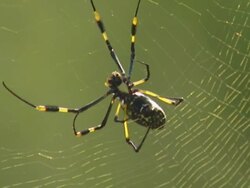 Yellow spider on web Stock Footage