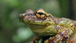 Canelos Treefrog (Ecnomiohyla tuberculosa) a very rare canopy dwelling tree frog from the western Amazon. Stock Footage