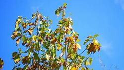 Movement of teak tree Stock Footage
