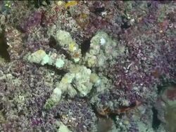 Colourfully camouflaged crab crawls over distinctive coral Stock Footage