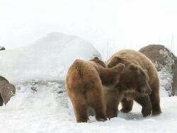 MS TS SLO MO Grizzly bears playing and  fighting in snow / Livingstone, Montana, United States Stock Footage