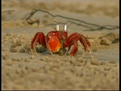 Shore crab (Ocypode sp.) feeding on sandy beach then running away, South India Stock Footage