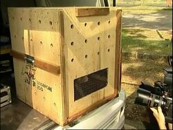 Monkey rescued from illegal trade leaves for native India Instructional Video