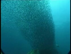 MS underwater view of large shoal of fish swimming in formation, Egypt Stock Footage