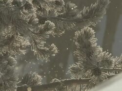 CU SLO MO Conifer branch with snow falling / Yellowstone National Park, Wyoming, United States  Stock Footage