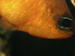 Mullet marine fish Stock Footage