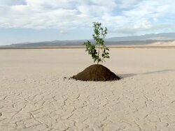 Plant growing in desert landscape Stock Footage