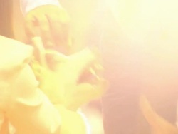 Siberian Husky Dog Stock Footage