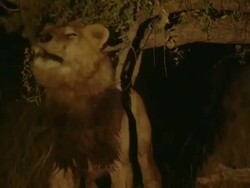 MS TS Shot of lion walking at night roaring and scent marking AUDIO / Okavango Delta, North-West District, Botswana Stock Footage