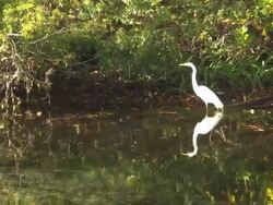 Egret takes flight,  Florida, North Atlantic Ocean  Stock Footage
